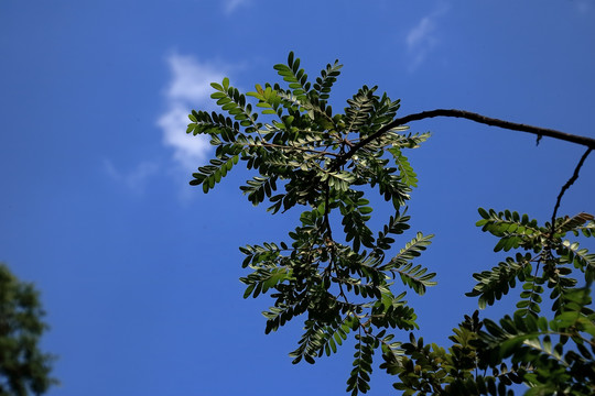 清香木