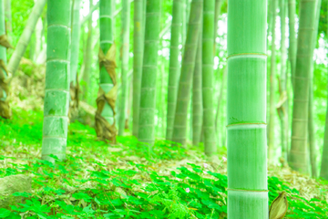绿竹林