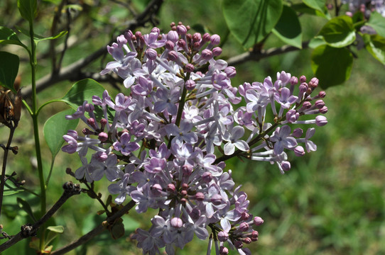 丁香花