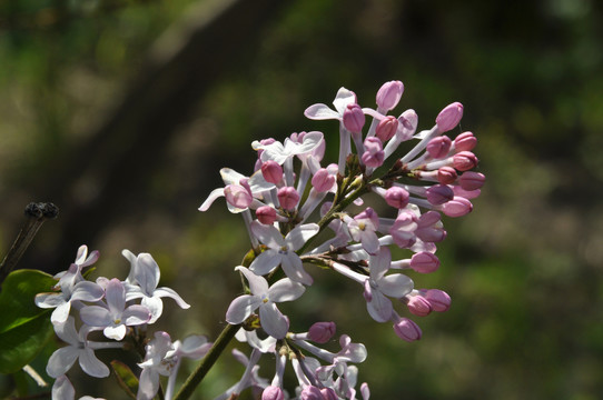 丁香花