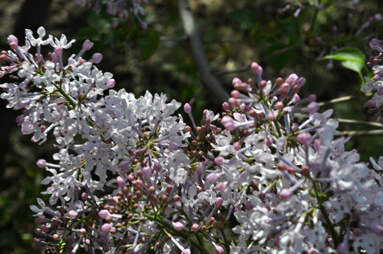 丁香花