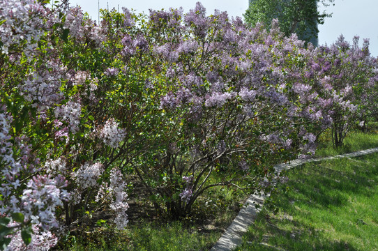 丁香花