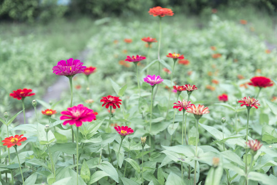 百日菊