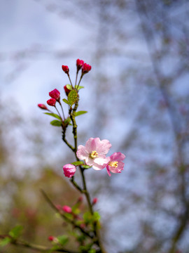 粉色垂丝海棠花