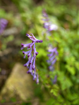 紫色玉簪花