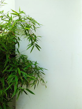 绿竹白墙