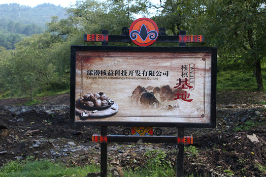 核桃古树