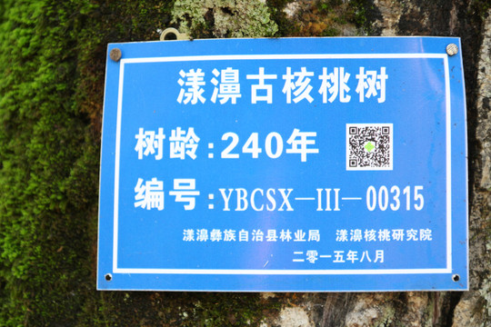 核桃古树
