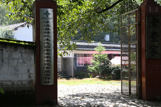 核桃古树