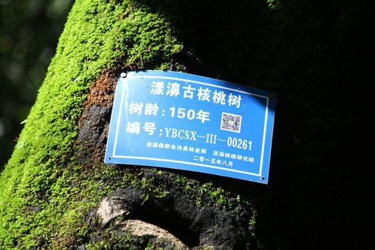 核桃古树