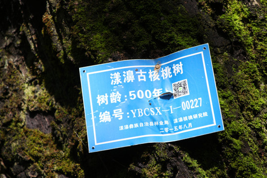 核桃古树