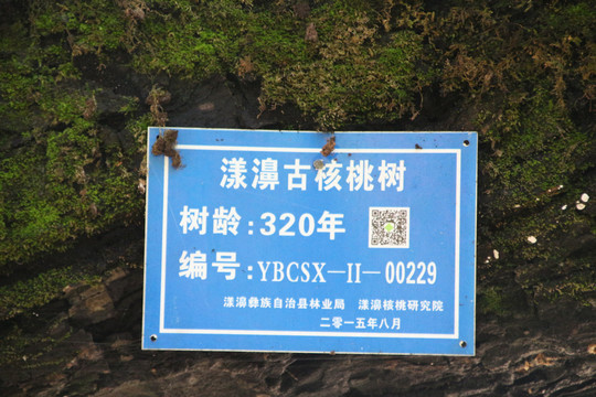 核桃古树