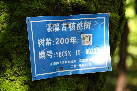 核桃古树