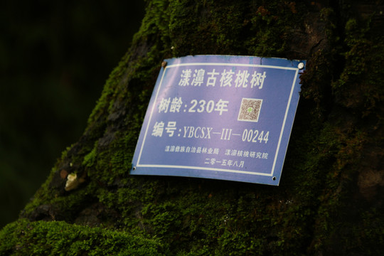 核桃古树