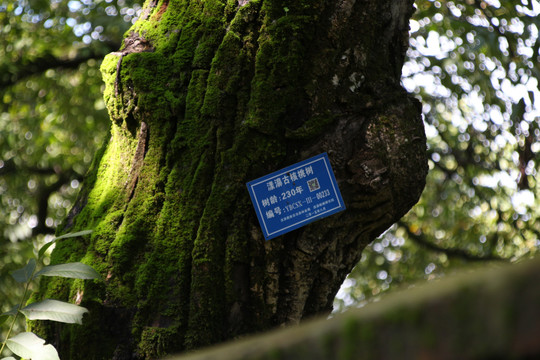 核桃古树
