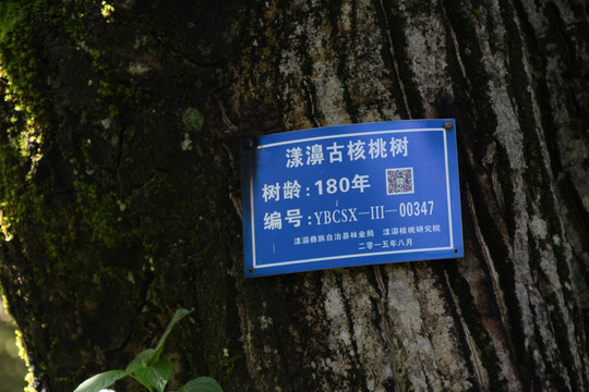 核桃古树