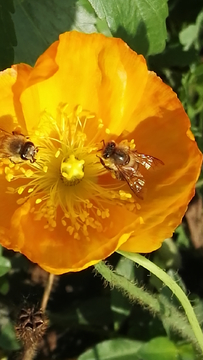 鲜花与蜜蜂