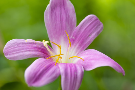 水仙花