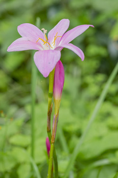 水仙花