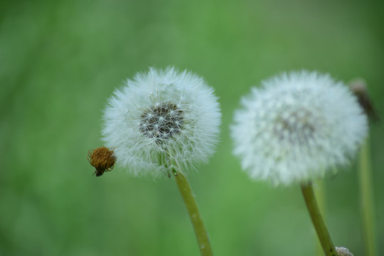 小满时节的蒲公英