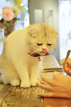 给猫喂食