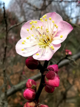 梅花特写