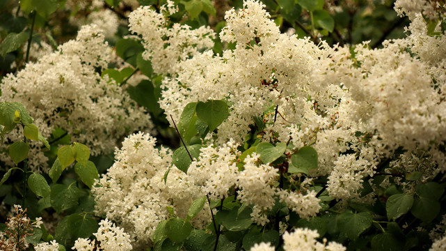 丁香花