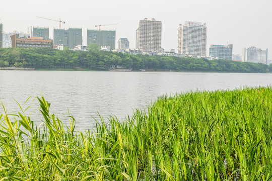 公园湖景