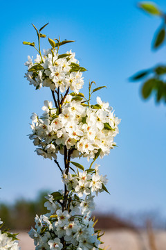 梨花