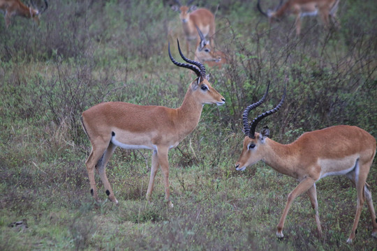 内罗毕国家公园羚羊
