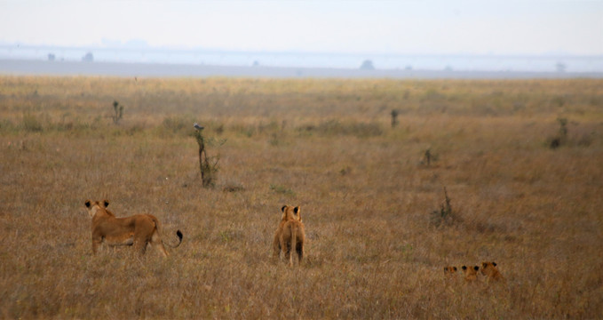 肯尼亚内罗毕国家公园狮子