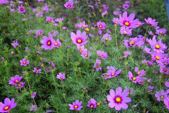 格桑花