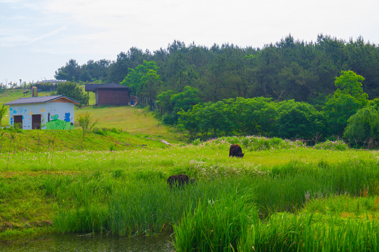 湖北武汉木兰草原风景区初夏风光