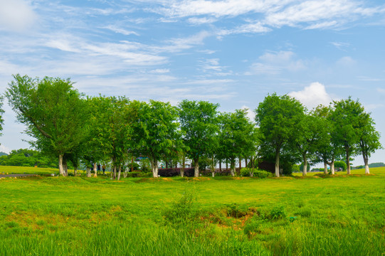 湖北武汉木兰草原风景区初夏风光