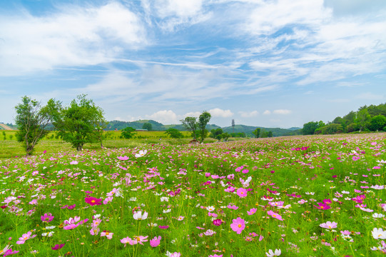 湖北武汉木兰草原风景区初夏风光