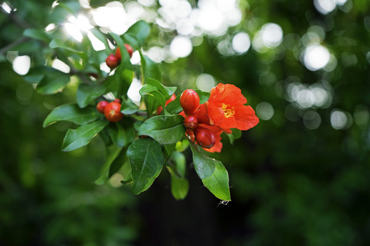 石榴花