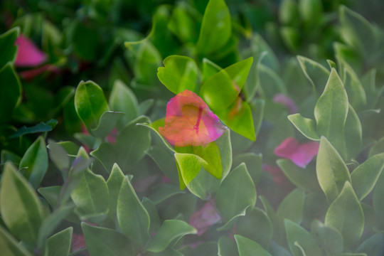 绿植背景墙