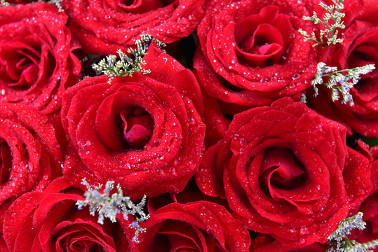 一束红玫瑰花