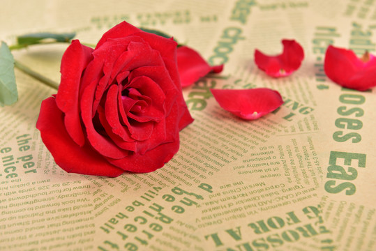 报纸上的玫瑰花