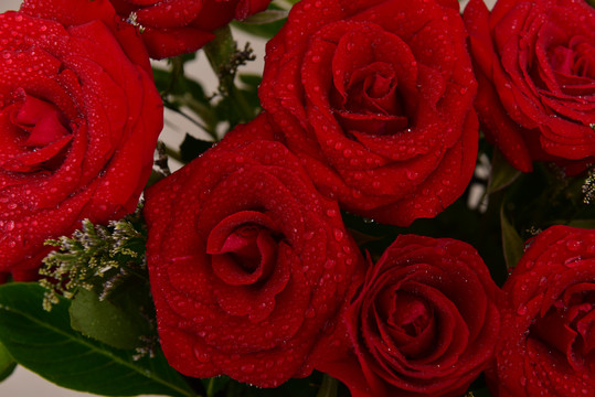 带水珠的红色玫瑰花