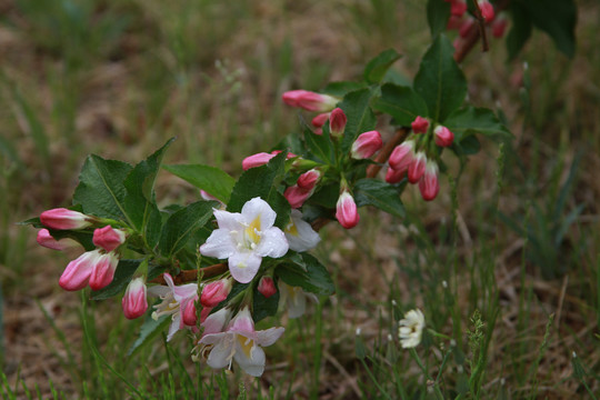 锦带花