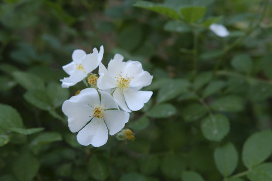 月季花