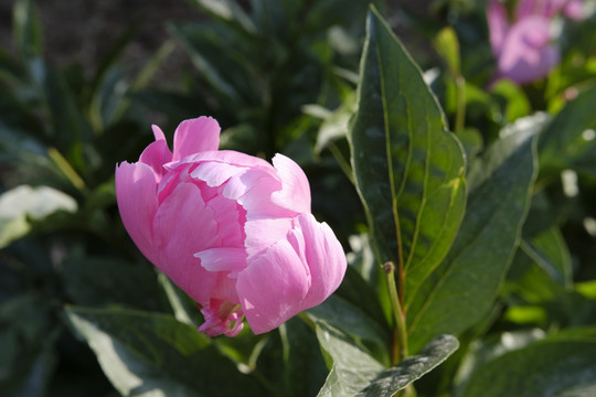 芍药花