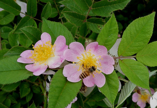 蜜蜂采花