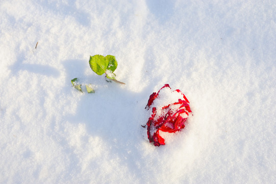 白雪红花