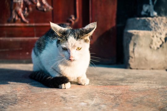 阳光下的猫