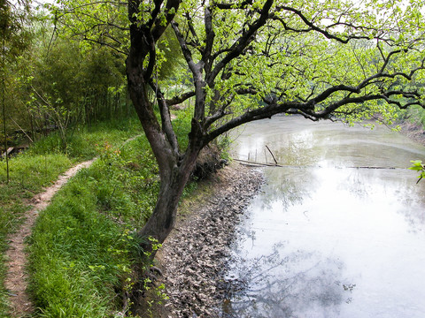 西溪湿地