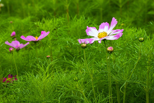 波斯菊