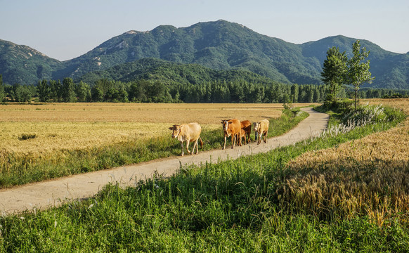 乡间小路田园风光