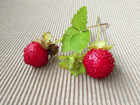 鲜果野草莓